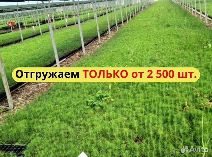Саженцы сосны и ели окс от производителя