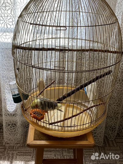 Попугаи корелла с клеткой