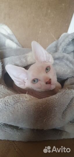 Канадский сфинкс