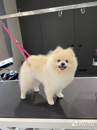 Щенки щпица