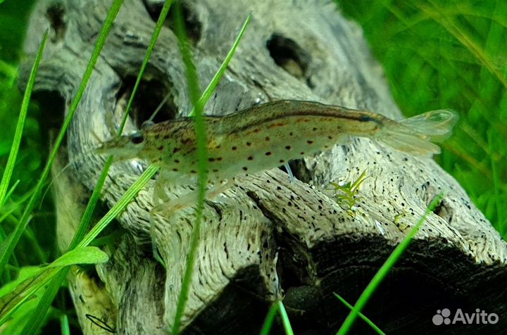 Креветки Аквариумные Амано и Красная Вишня