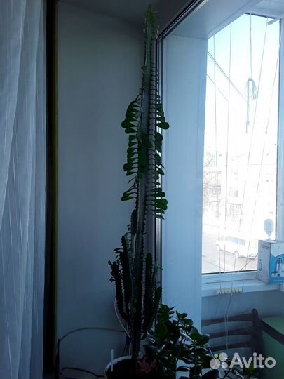 Молочай трехгранный