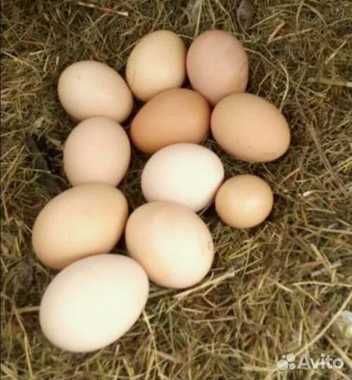 Яйца домашние