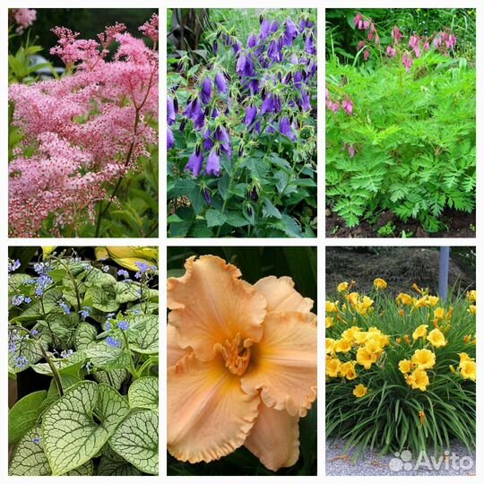 Цветы многолетники