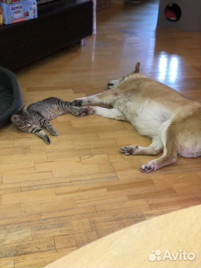 Котенок в доьрые руки