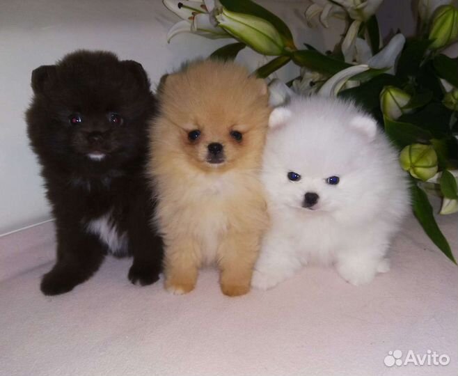 Super mini Померанский шпиц