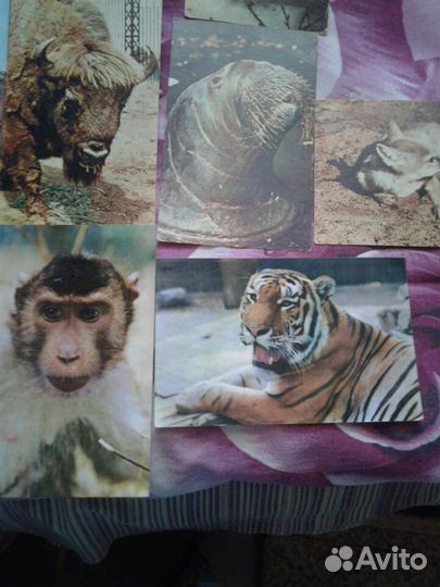 Открытки зоопарк