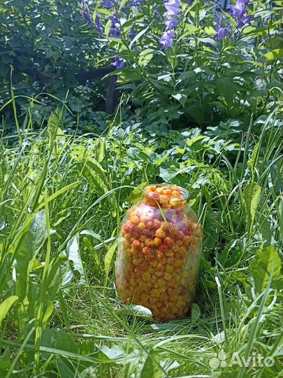 Морошка свежая