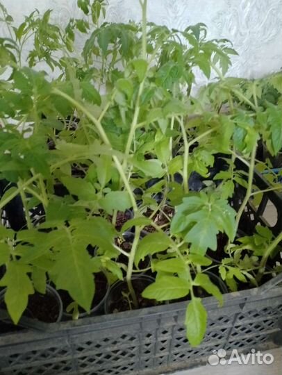 Рассада помидор