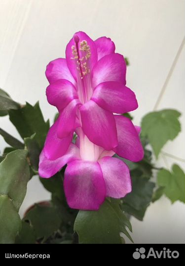 Декабрист шлюмбергера