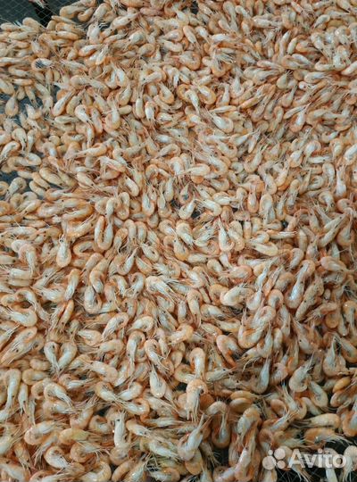 Креветка черноморская