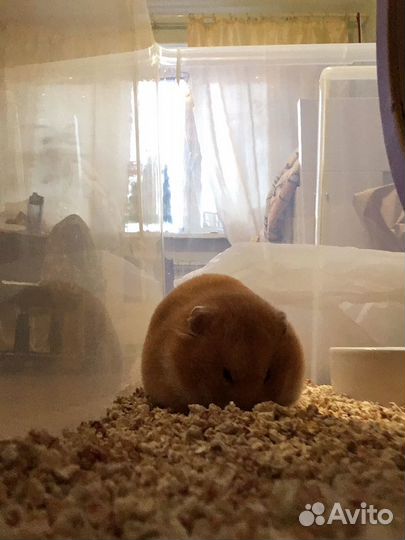 Передержка грызунов