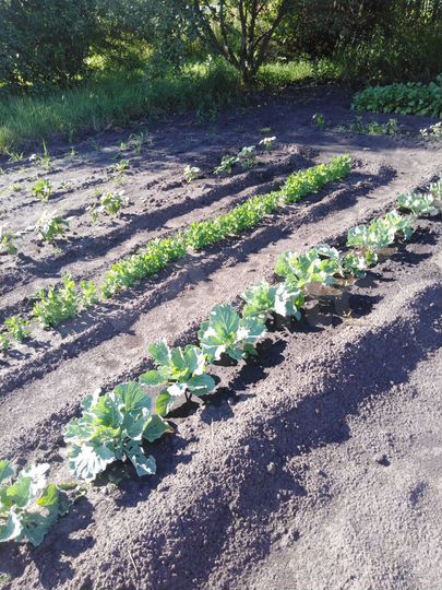 Участок 18 сот. (СНТ, ДНП)