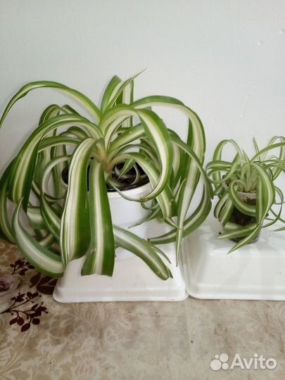 Комнатные цветы