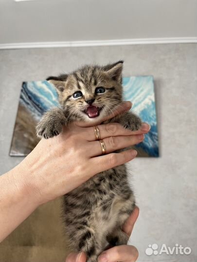 Британский котенок