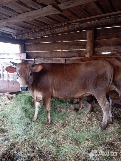 Корова джерси