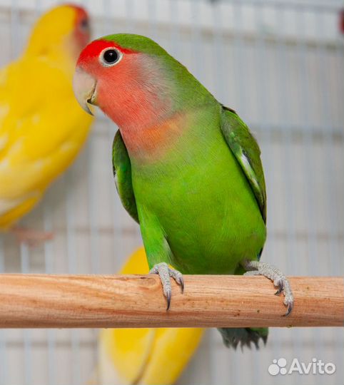 Неразлучники птенцы разного окраса