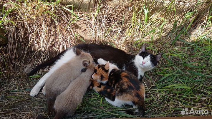 Котята в добрые руки 1 месяц