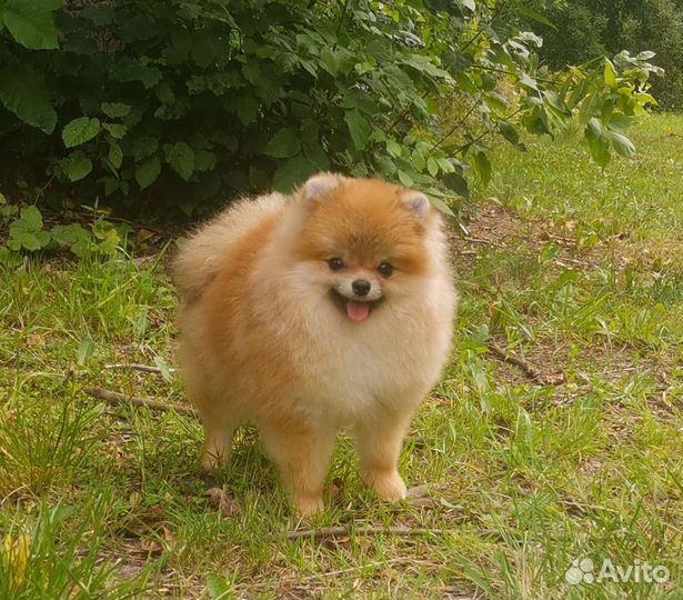 Щенок померанского шпица