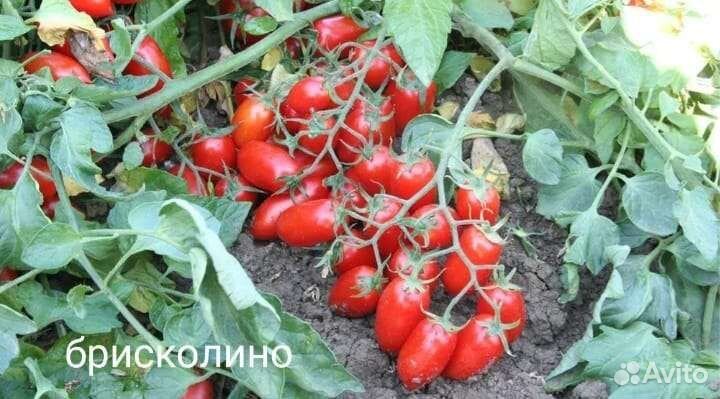 Семена томата Брисколино f1 10 шт