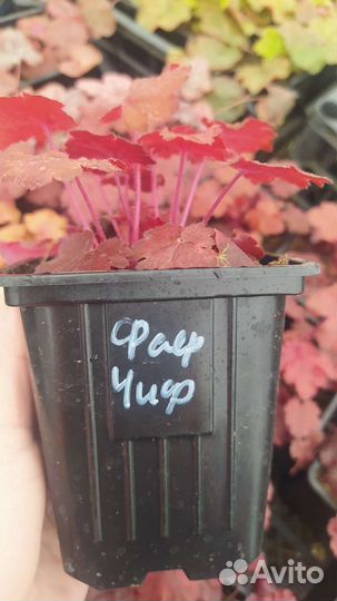 Гейхера гейхерелла