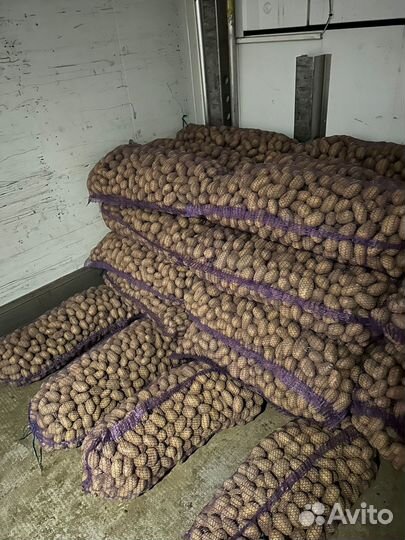 Семенной картофель