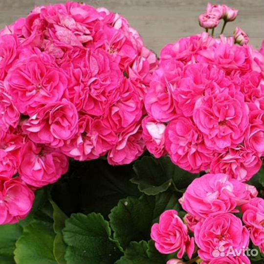 Пеларгония Розалинда