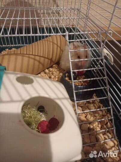 Клетка для грызунов (два этажа)