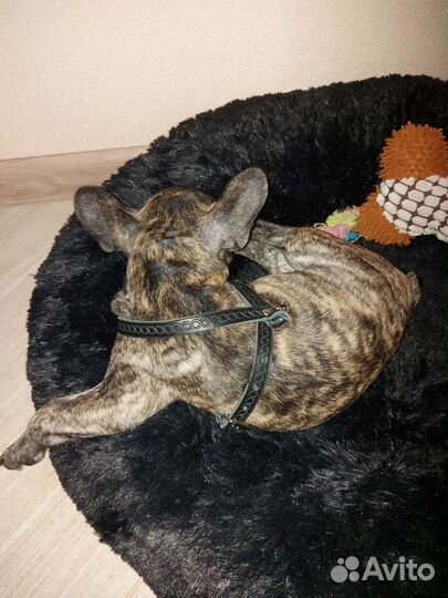 Кожаная шлейка для щенка