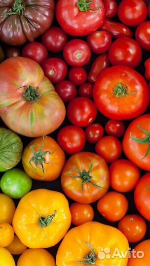 Рассада помидор