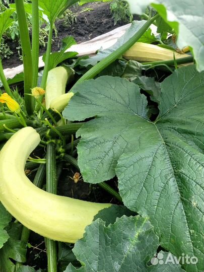 Кабачки домашние