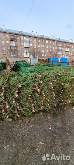 Пихта, молодая макушка