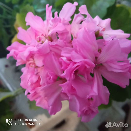 Пеларгония герань