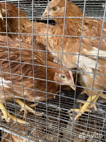 Курочки ломанн браун