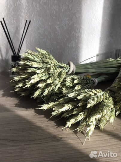Сухоцветы пшеница