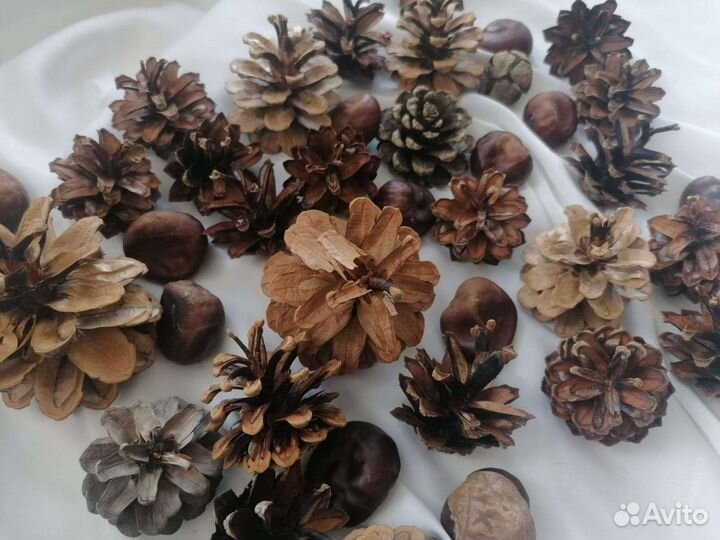 Шишки сосновые, каштаны набор