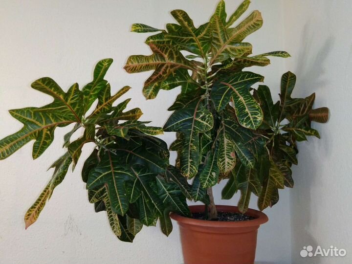 Кодиеум кротон