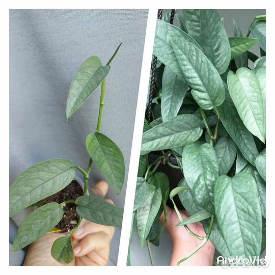 Эпипремнум Сциндапсус