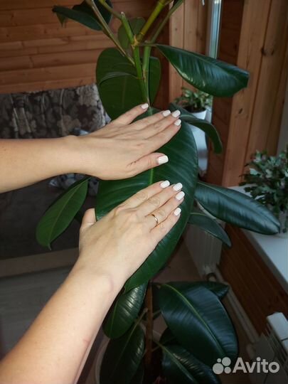 Продаю замечательный фикус