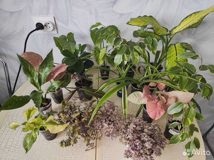 Комнатные растения