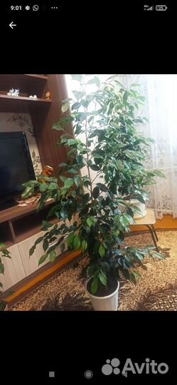 Бенджамина