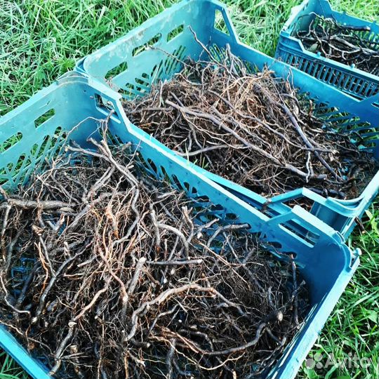 Маточные корни ежевики