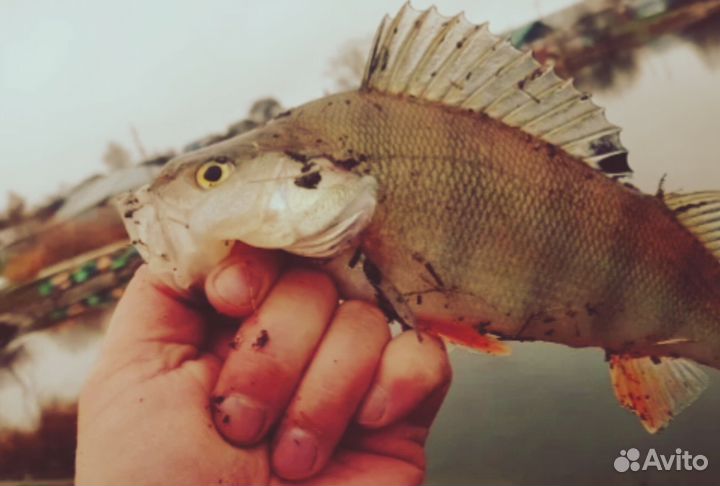 Рыболовная приманка Черви (Силиконовые,10 шт)