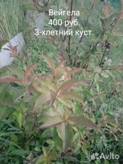 Садовые многолетники