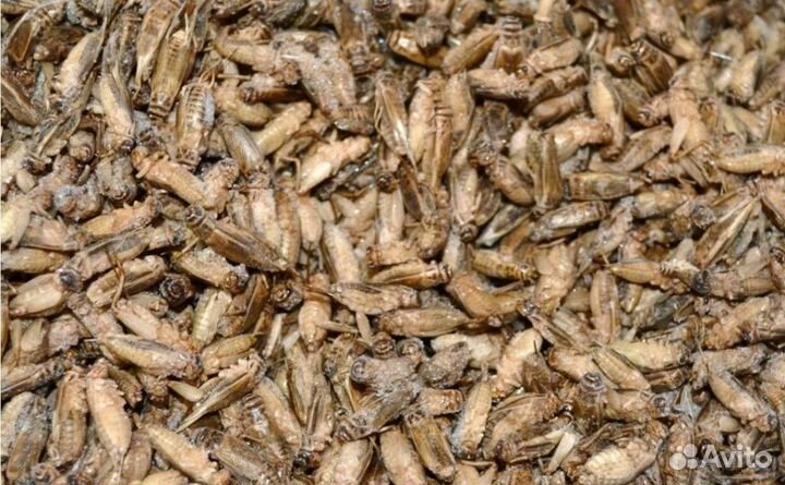 Продажа кузнечиков