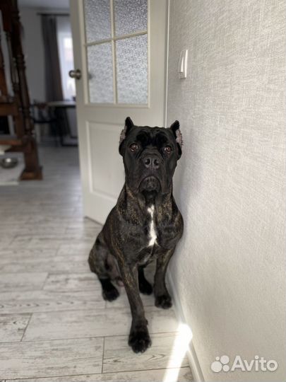 Отдам в добрые руки