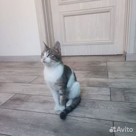 Кошечка молоденькая