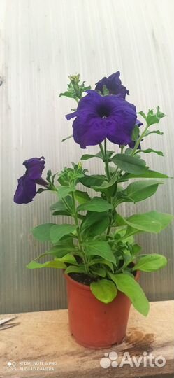 Петуния суперкаскадная синяя F1