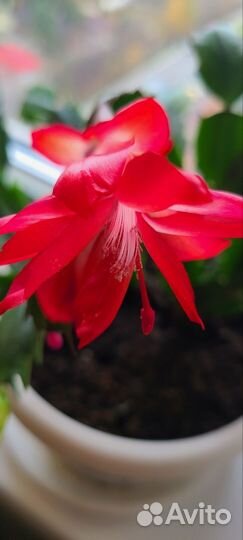 Декабрист шлюмбергера срез