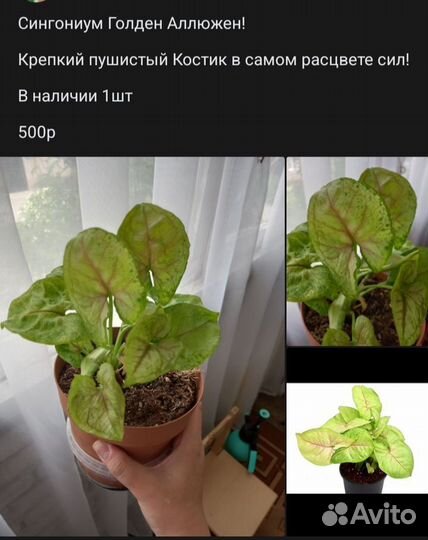 Сингониум